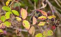 Butterfly on a bramble